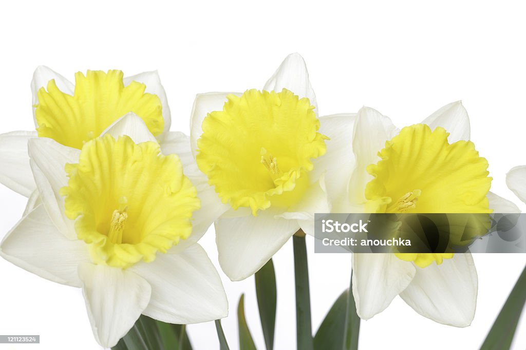 Jaune jonquilles sur fond blanc - Photo de Beauté de la nature libre de droits