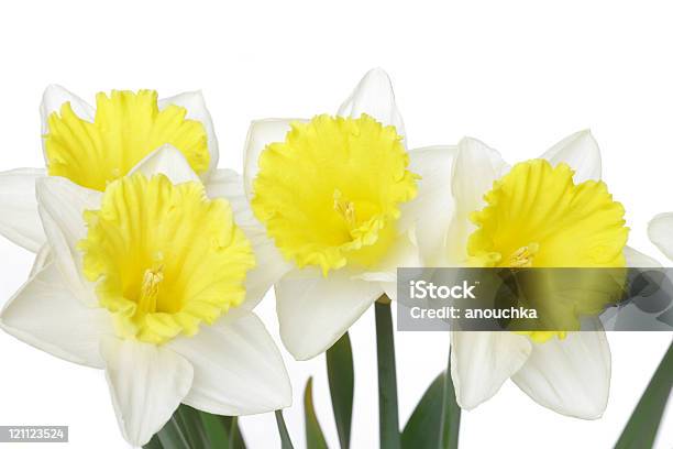 Photo libre de droit de Jaune Jonquilles Sur Fond Blanc banque d'images et plus d'images libres de droit de Beauté de la nature - Beauté de la nature, Blanc, Couleur vive