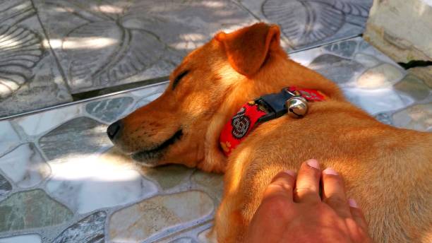 istock A hand is petting an asleep dog 1211236319