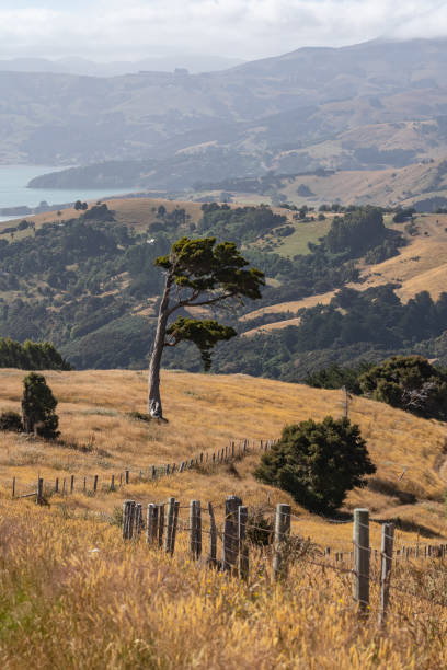 istock View of Akaroa from the mountains 1211238215
