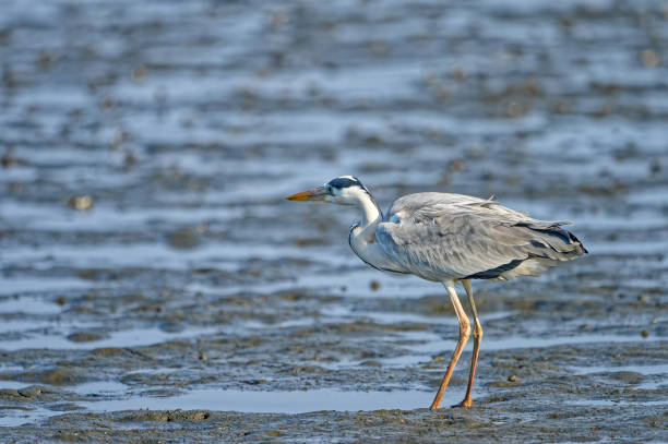 istock grey heron in Fukuoka, Japan 1211238747