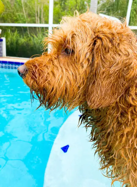 Profile Portrait of a wet  Miniature golden doodle standing on the edge of a salt water pool.