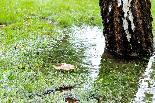 Garden bushes, tree and green grass lawn covered with water due to snow melting thaw and flash high water at spring. Natural disaster deluge flooded house backyard pathway ang greenery at countryside.