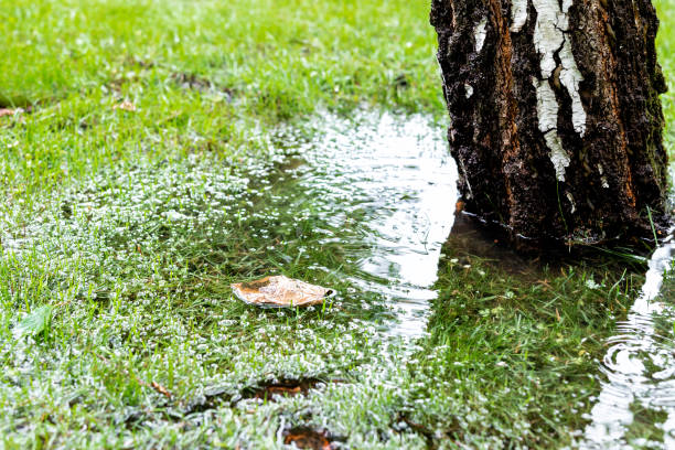 Garden bushes, tree and green grass lawn covered with water due to snow melting thaw and flash high water at spring. Natural disaster deluge flooded house backyard pathway ang greenery at countryside Garden bushes, tree and green grass lawn covered with water due to snow melting thaw and flash high water at spring. Natural disaster deluge flooded house backyard pathway ang greenery at countryside. drainage photos stock pictures, royalty-free photos & images