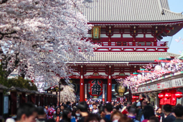 Cherry Blossoms at Sensoji Temple, Asakusa, Tokyo, Japan stock photo
