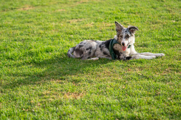 istock Dog Puppy Border Collie Merle 1211242029