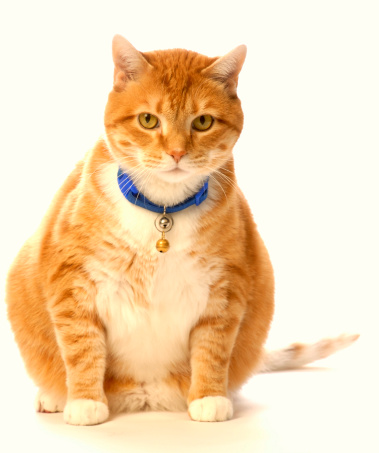 Fat cat with bells