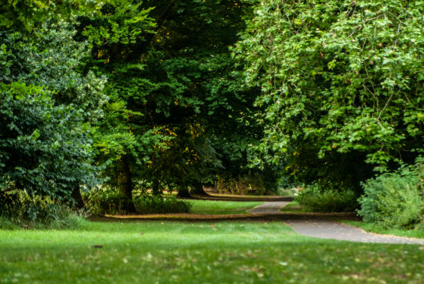istock Forest woods uk nature summer landscape grass 1211250646