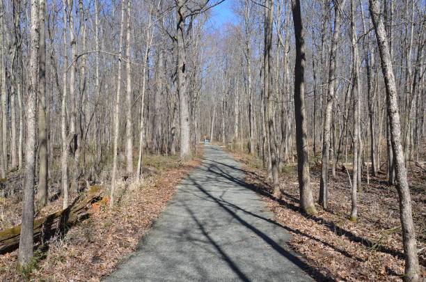 istock path or trail in forest or woods with trees and brown leaves 1211251737