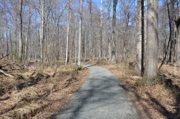 istock path or trail in forest or woods with trees and brown leaves 1211251740