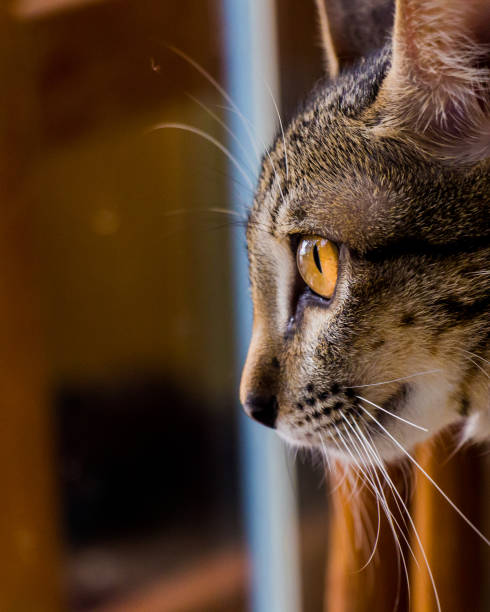 istock A cute cat in a cat shelter 1211252651