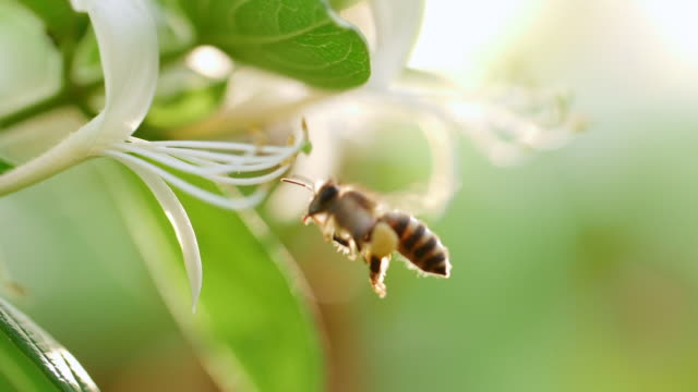 Honey bee collecting nectar pollen around flower