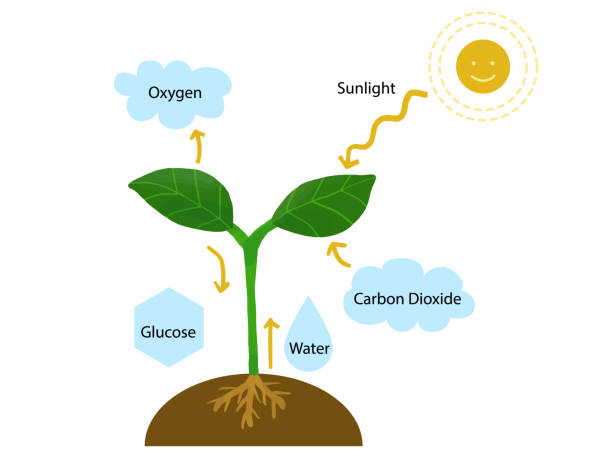 illustrations, cliparts, dessins animés et icônes de illustration éducative du fonctionnement de la photosynthèse des plantes - photosynthèse