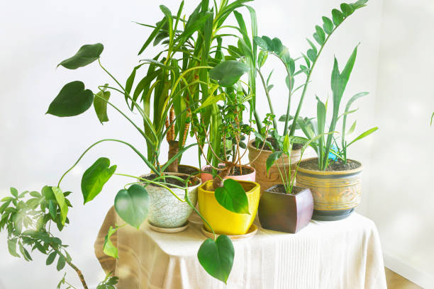 istock Home Jungle. Growing House Plants Concept. Different Indoor Plants On Table In White Interior 1211260239
