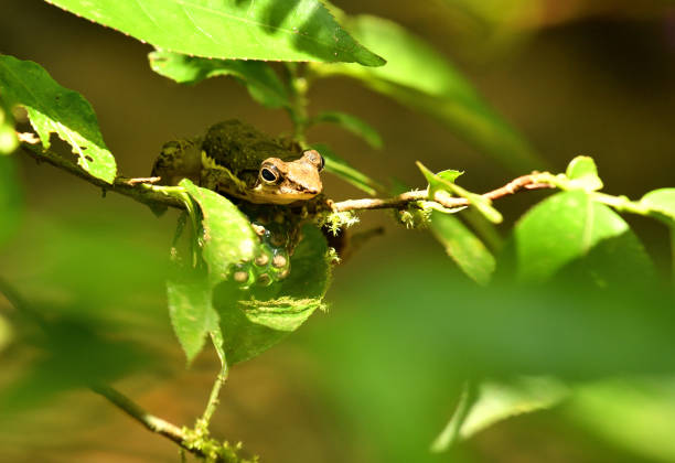 istock Ivohimanitra Madagascar Frog 1211260855