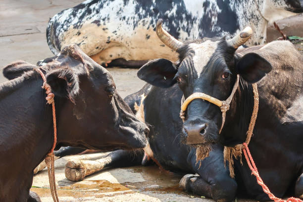 istock Black cows tied sitting on the road 1211260905