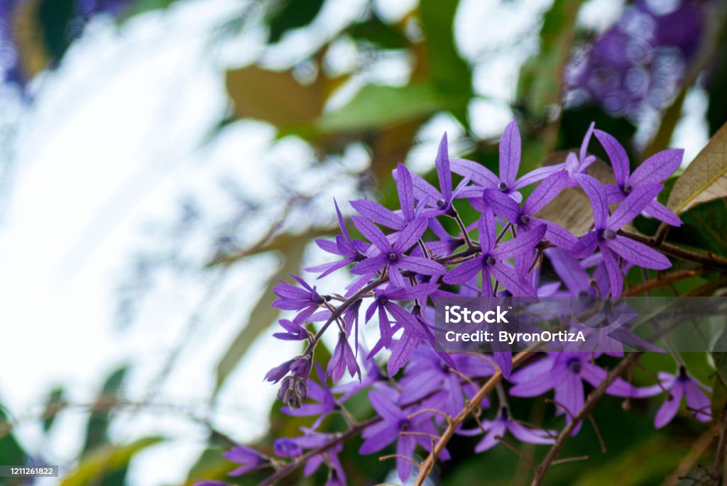 Flower in a veiled city of La Antigua Guatemala, an outdoor organic plant called Nazareno. Petrea volubilis, Petrea kohautiana. Flower in a veiled city of La Antigua Guatemala, an outdoor organic plant called Nazareno. Petrea volubilis, Petrea kohautiana. Central america. Beauty Stock Photo