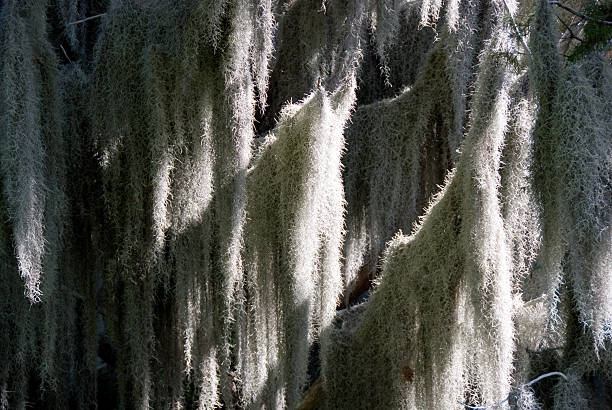 The filtered sunlight of a rain forest highlighting spanish moss.