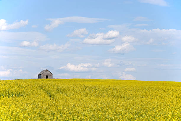 istock Little Shack and Canola Field 121126284