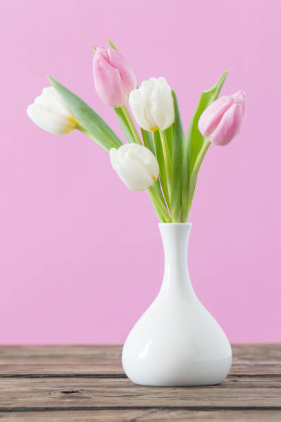 tulips in white vase on pink background