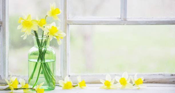 spring flowers on windowsill - daffodil flower yellow vase imagens e fotografias de stock