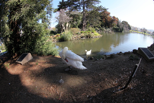 Swan at the Palace of Fine Arts, San Francisco