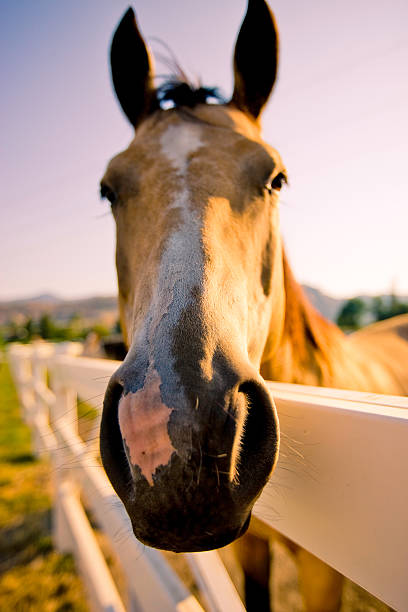 istock Horse Portrait in Sunset Light 121126640