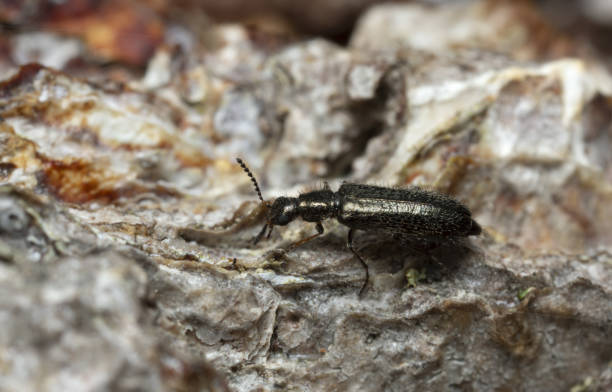 istock Soft-wing flower beetle, Dasytes plumbeus on wood photographed with high magnification 1211266573