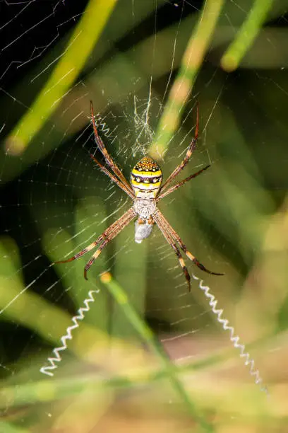 Saint Andrews Cross spider also known as Argiope keyserlingi.