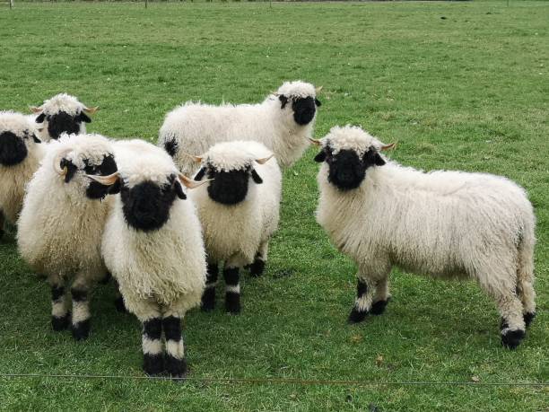istock A herd of black nose sheep in the meadow 1211266805