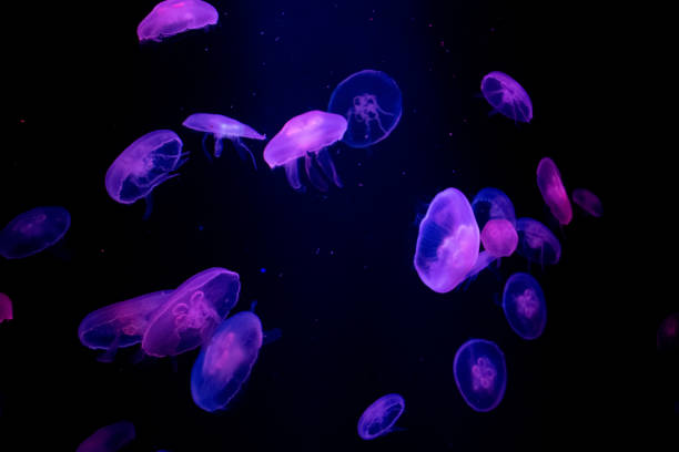 istock Jellyfish at the Dubai aquarium 1211267529