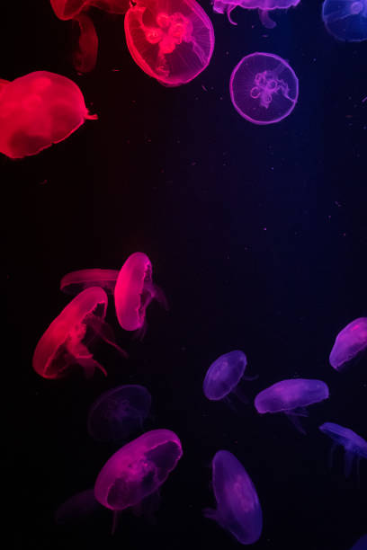 istock Jellyfish at the Dubai aquarium 1211267551