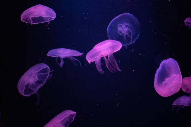istock Jellyfish at the Dubai aquarium 1211267553
