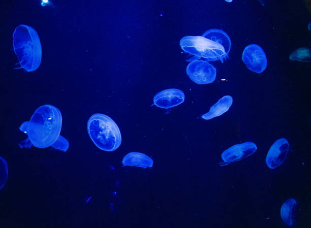 istock Jellyfish at the Dubai aquarium 1211267572