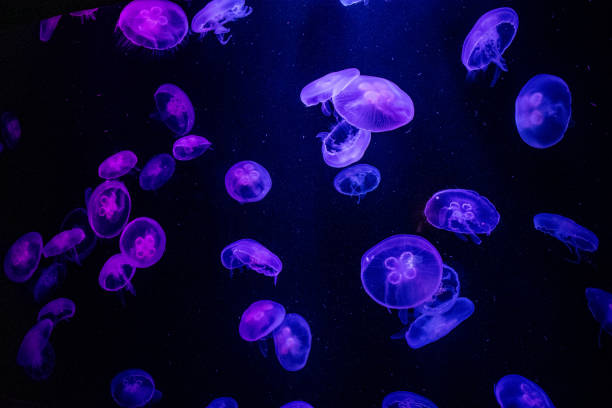 istock Jellyfish at the Dubai aquarium 1211267580