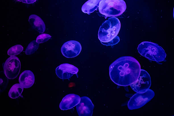 istock Jellyfish at the Dubai aquarium 1211267600