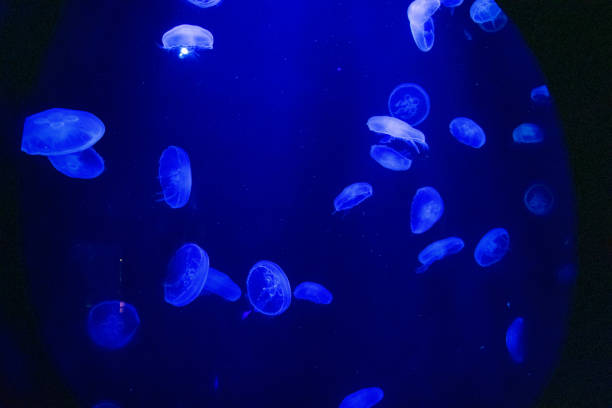 istock Jellyfish at the Dubai aquarium 1211267622
