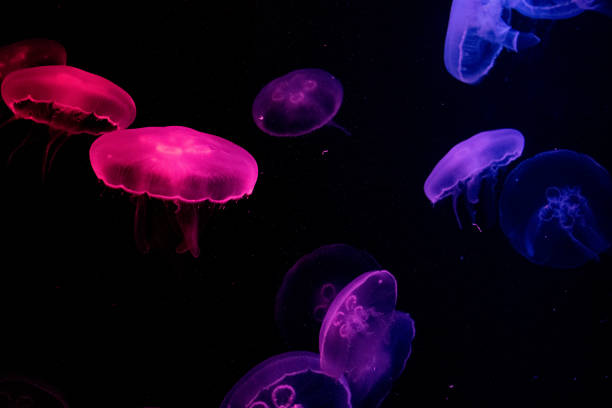 istock Jellyfish at the Dubai aquarium 1211267637