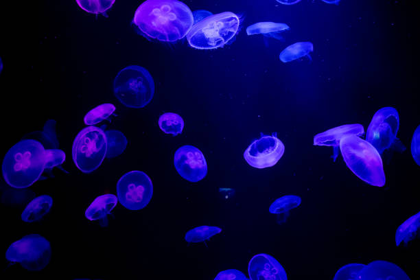 istock Jellyfish at the Dubai aquarium 1211267638