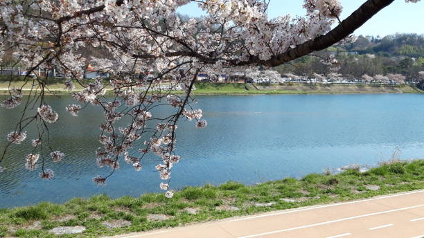 istock Spring flowers at the riverside 1211269414