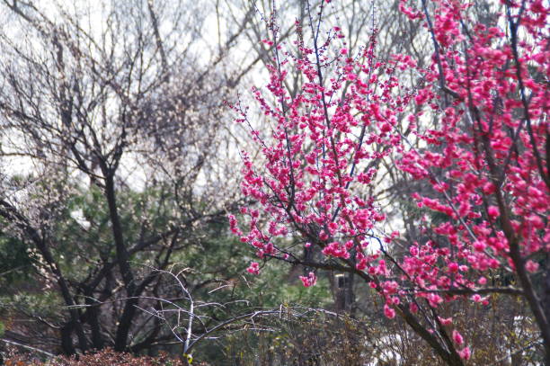 istock Beautiful plum flowers blooming in the mountains in spring 1211269571