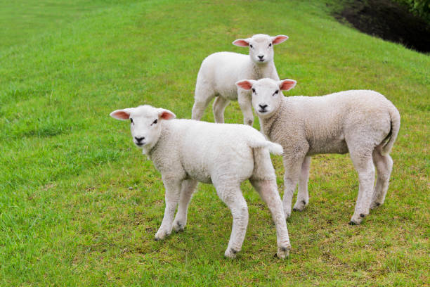 istock Three cute white sheep on green meadow and lawn. 1211270550