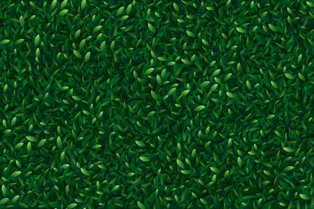 Green leaves seamless background Dark green foliage. The illustration is designed to make a smooth seamless pattern if you duplicate it vertically and horizontally to cover more space. green wall stock illustrations