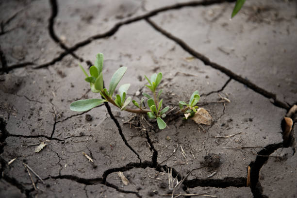 istock Cracked earth. Plant grows on arid soil 1211271491