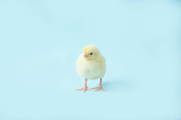 istock Chicken on a blue isolated background. Beautiful yellow chick 1211272260