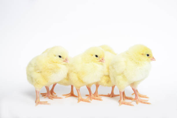 istock Chicken on a white isolated background. Beautiful yellow chick 1211272271