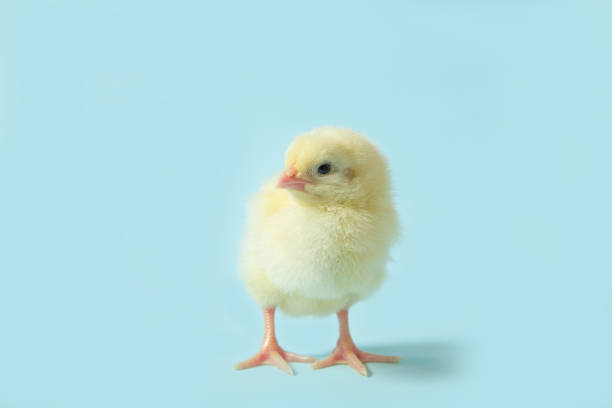 istock Chicken on a blue isolated background. Beautiful yellow chick 1211272288
