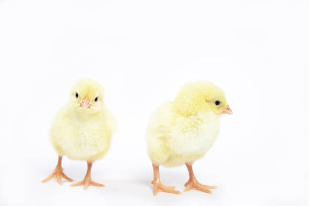 istock A lot of little chickens on a white background in isolation. 1211272341