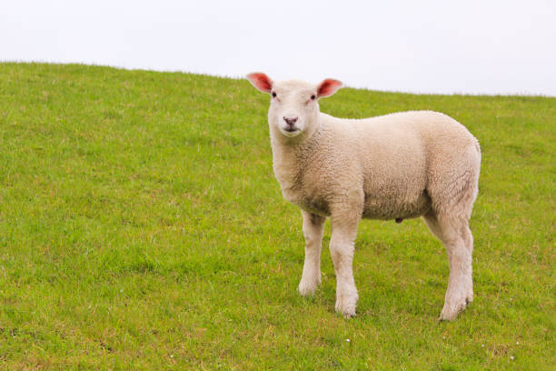 istock White sheep on green meadow and lawn is watching me. 1211272390
