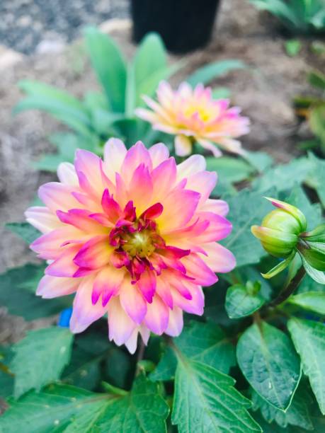 istock Purple and white dahlia 1211272439